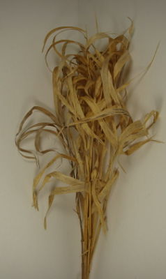 DRIED GRASS400